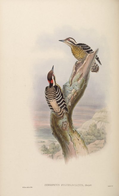Iyngipicus fulvifasciatus by John Gould